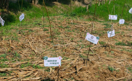 冠航機(jī)械開展“草長鶯飛日、植樹增綠時(shí)”主題活動(dòng)